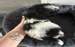 Shih Tzu dogs for sale: Shihtzu pups - Image 6