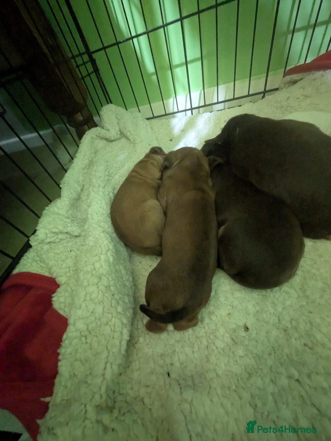 Mixed Breed dogs for sale: Janiel puppies  - Advert 3