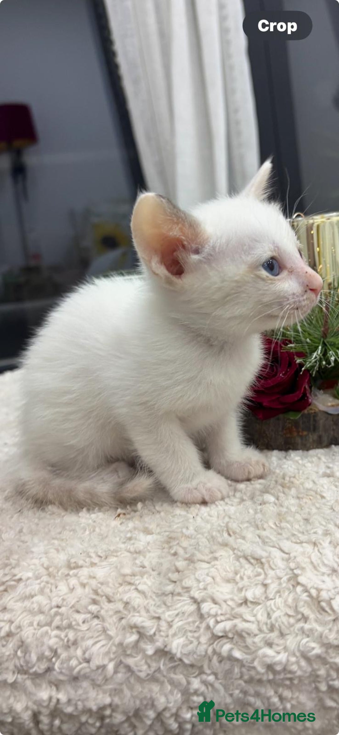 Oriental cats for sale: Gorgeous oriental kittens  - Advert 15