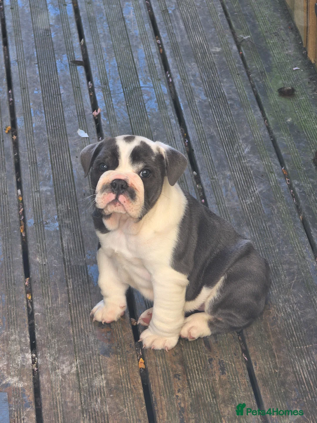 English Bulldog dogs for sale: Blue tri english bulldog  in Wisbech - Advert 6