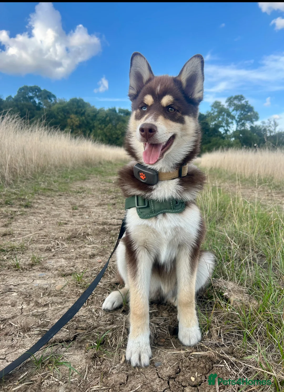 Pomsky dogs for stud: Pomsky Stud Dog – Brown with One Blue Eye in Brentwood - Advert 1