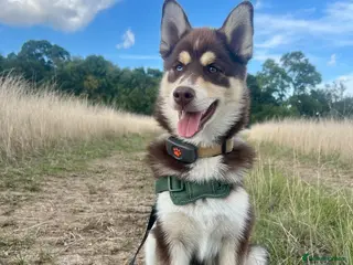 Pomsky dogs Pomsky Stud Dog – Brown with One Blue Eye - Advert 1