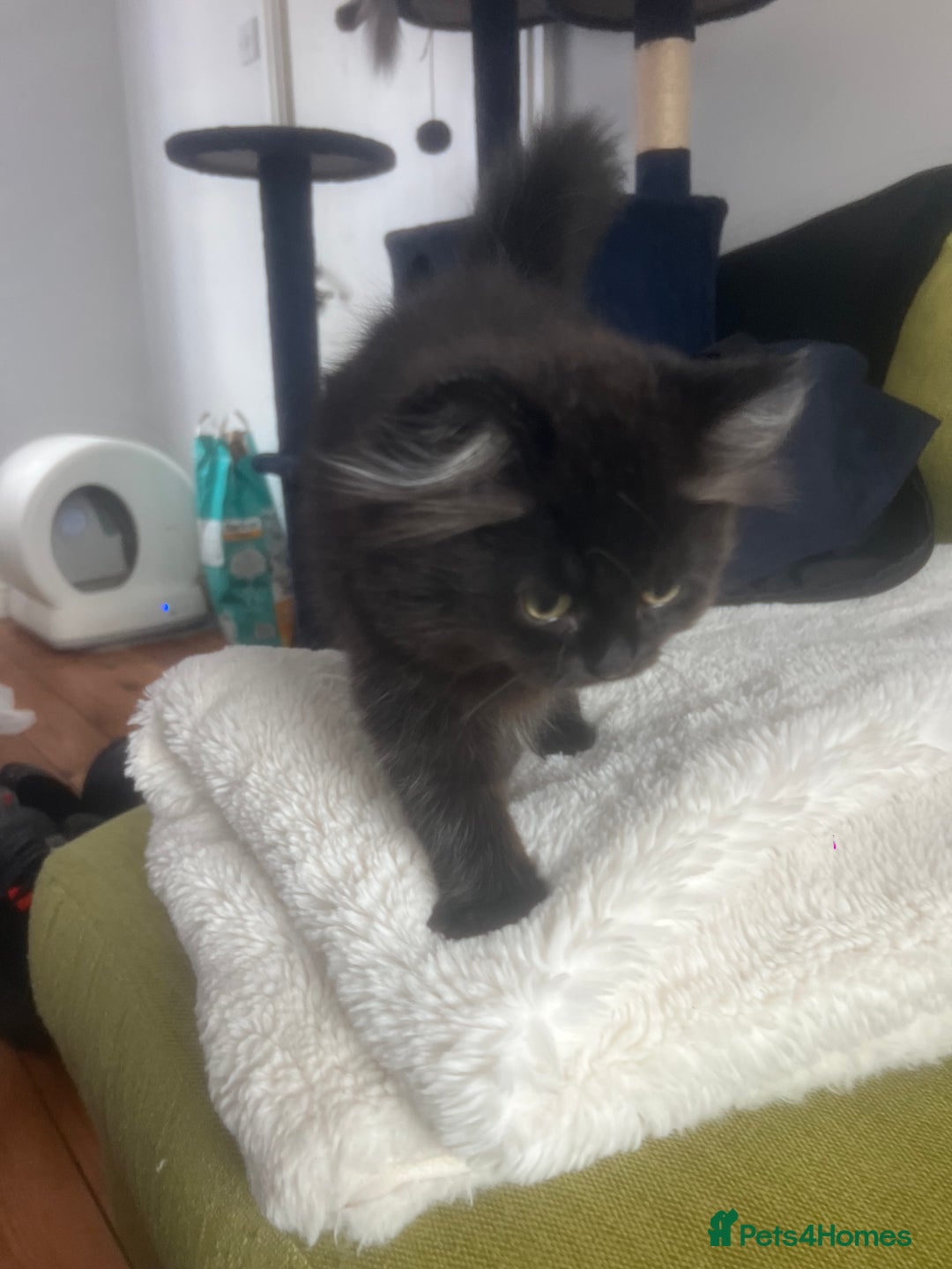 Persian cats for sale: Persian chinchilla kittens - Image 13