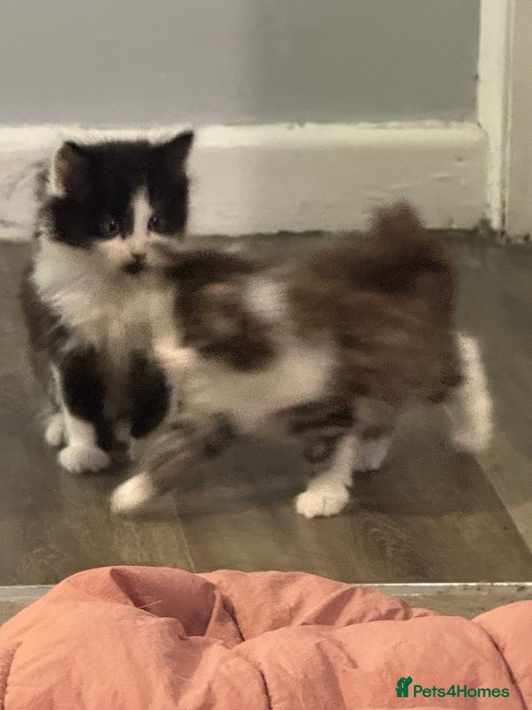 Mixed Breed cats for sale: Part Maine coon kittens - Advert 8