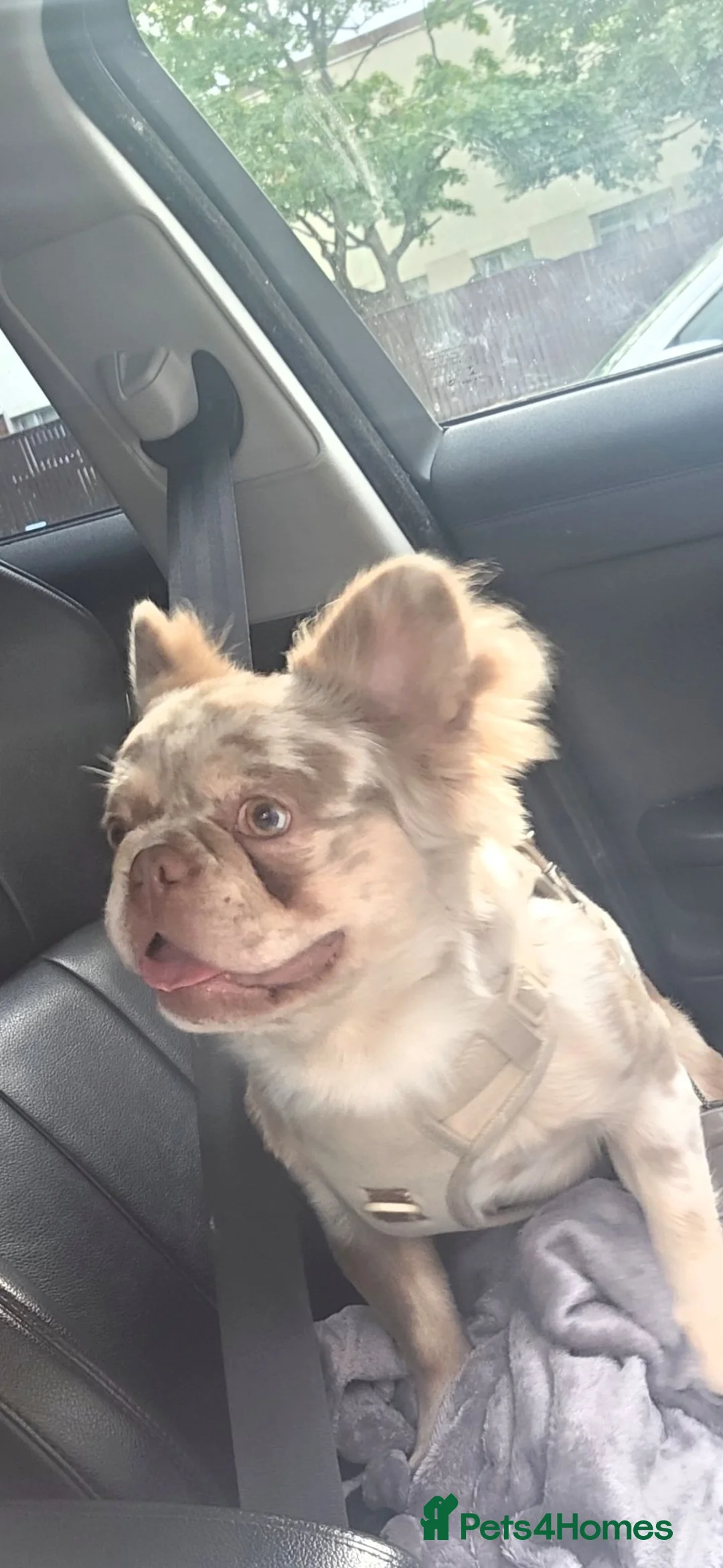 French Bulldog dogs for stud: ISABELLA MERLE FLUFFY FRENCH BULLDOG FOR STUD  - Advert 4