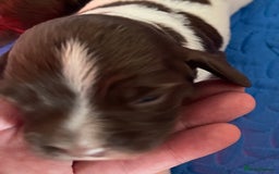 English Springer Spaniel dogs for sale: Beautiful English Springer Spaniel Puppies - Image 8