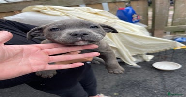 Staffordshire Bull Terrier dogs - Advert 11