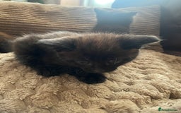 Mixed Breed cats for sale: BLACK KITTENS - Image 8
