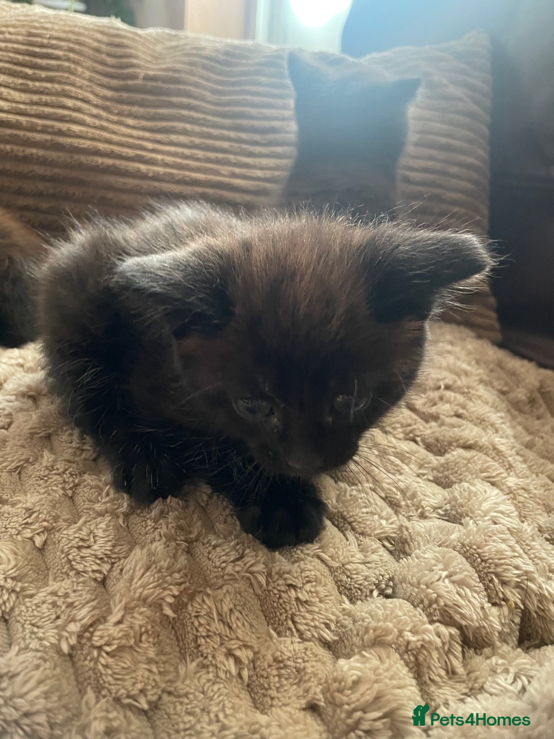 Mixed Breed cats for sale: BLACK KITTENS - Image 8