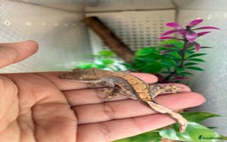 Gecko reptiles for sale: Crested geckos - Image 4