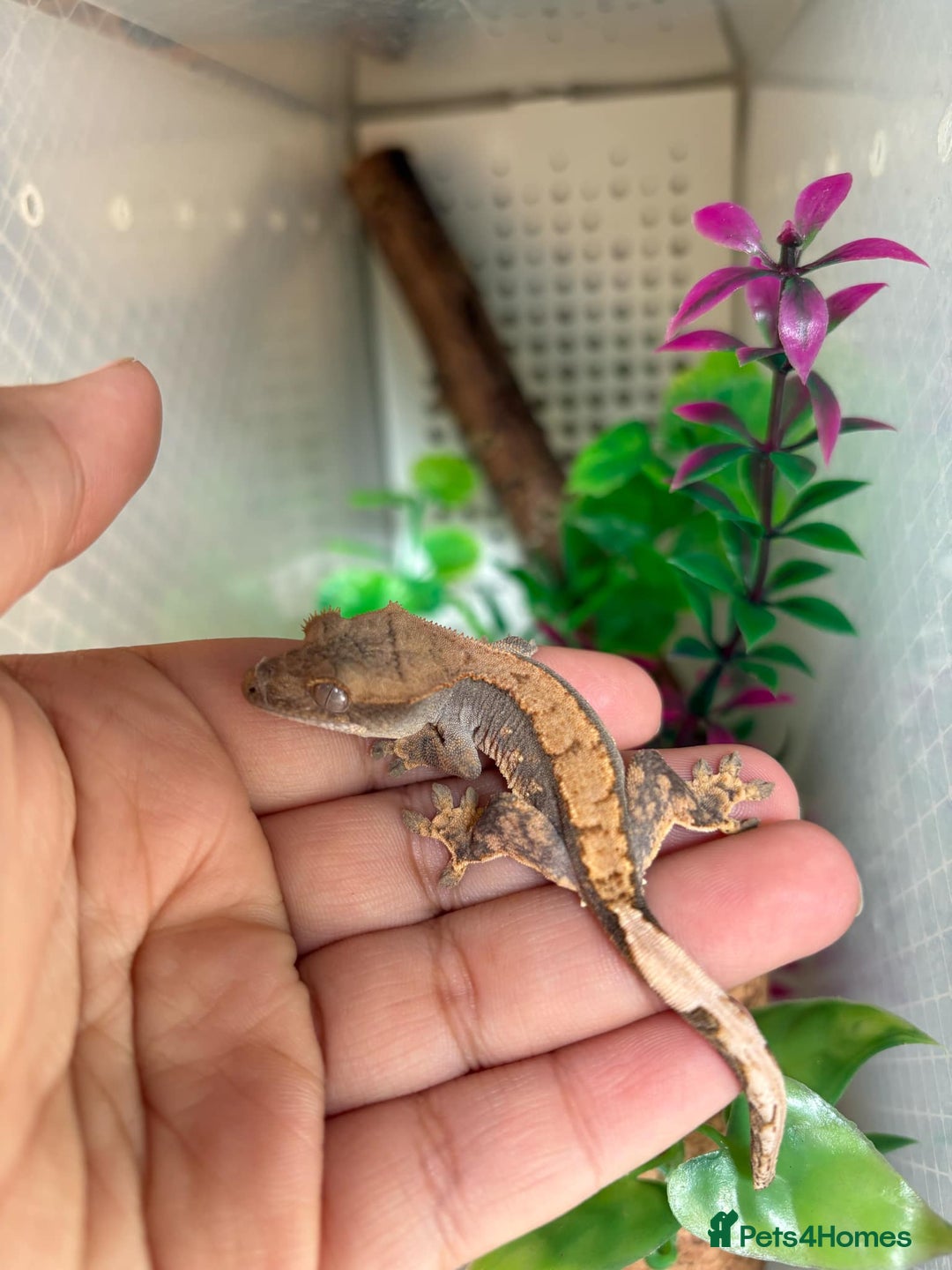 Gecko reptiles for sale: Crested geckos - Image 4