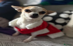 Chihuahua dogs for sale: Daisy - Advert 3