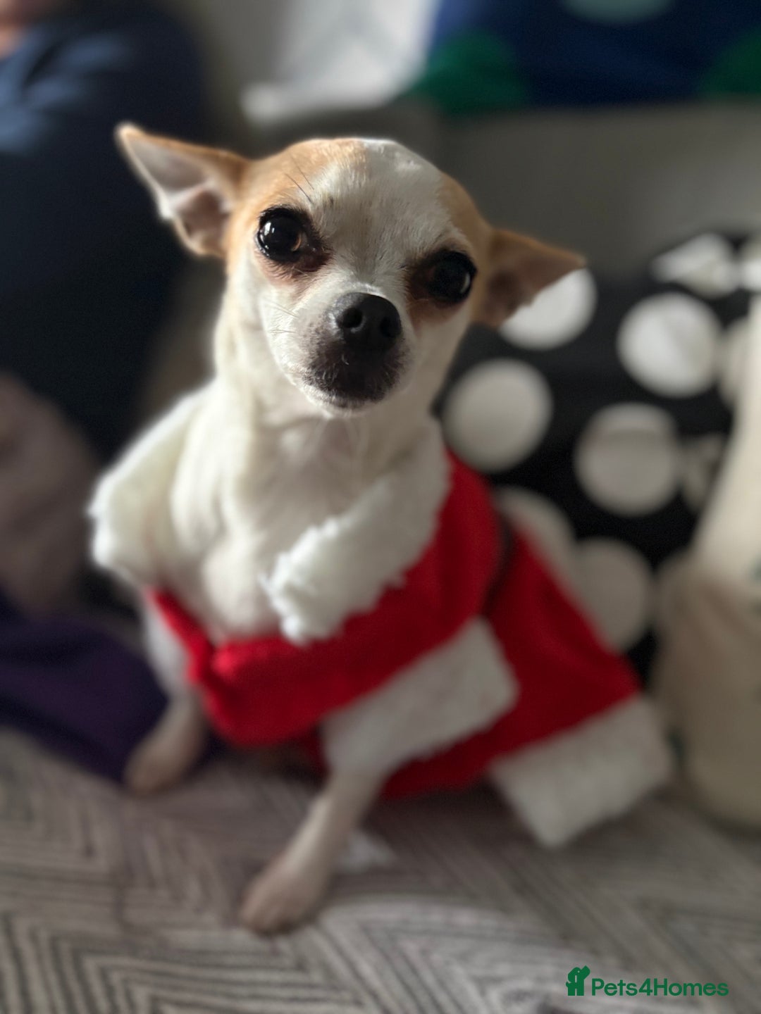 Chihuahua dogs for sale: Daisy - Advert 3