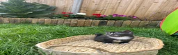Mixed Breed cats for sale: 6 Beautiful Kittens - Advert 35