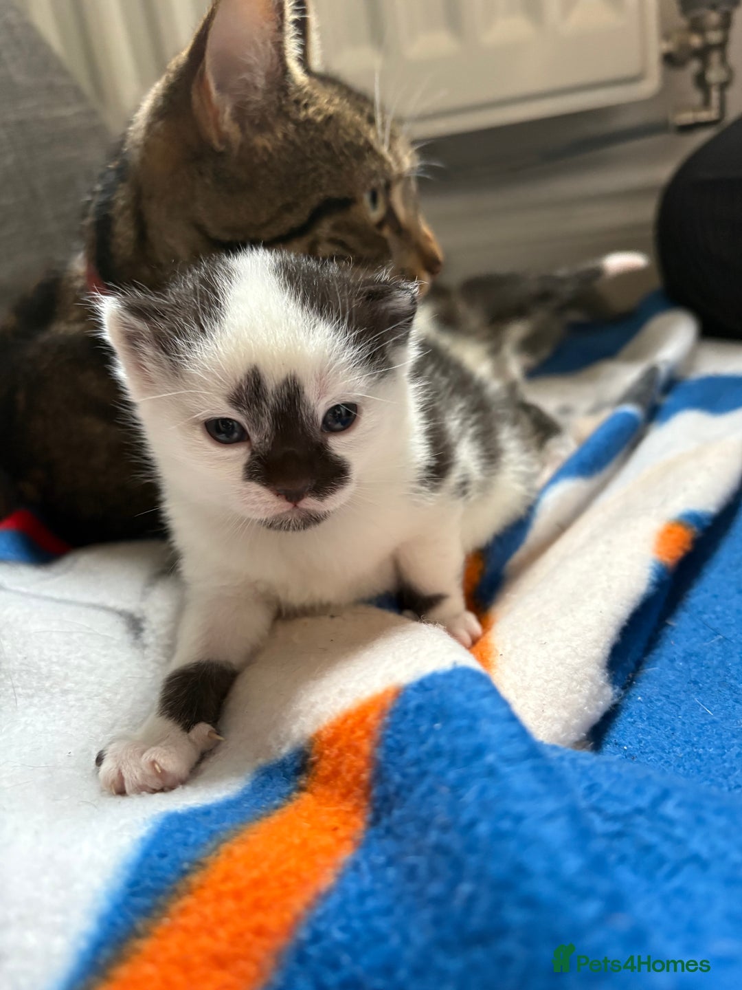 Mixed Breed cats for sale: Little kittens  - Image 9