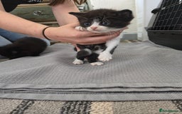 Persian cats for sale: Exotic Persian x ragx - Image 6