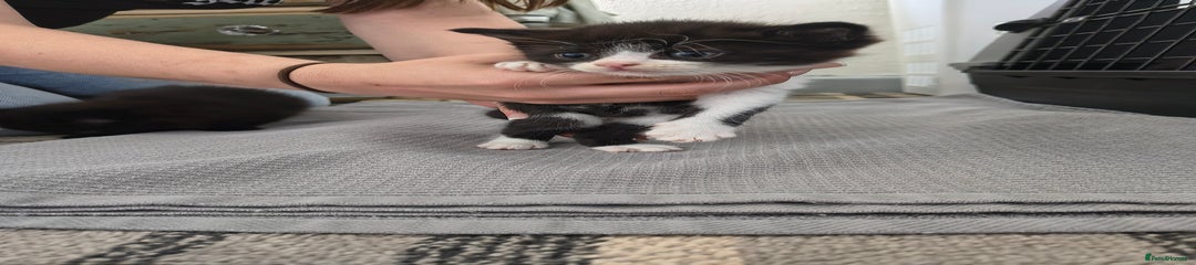 Persian Kitten 2