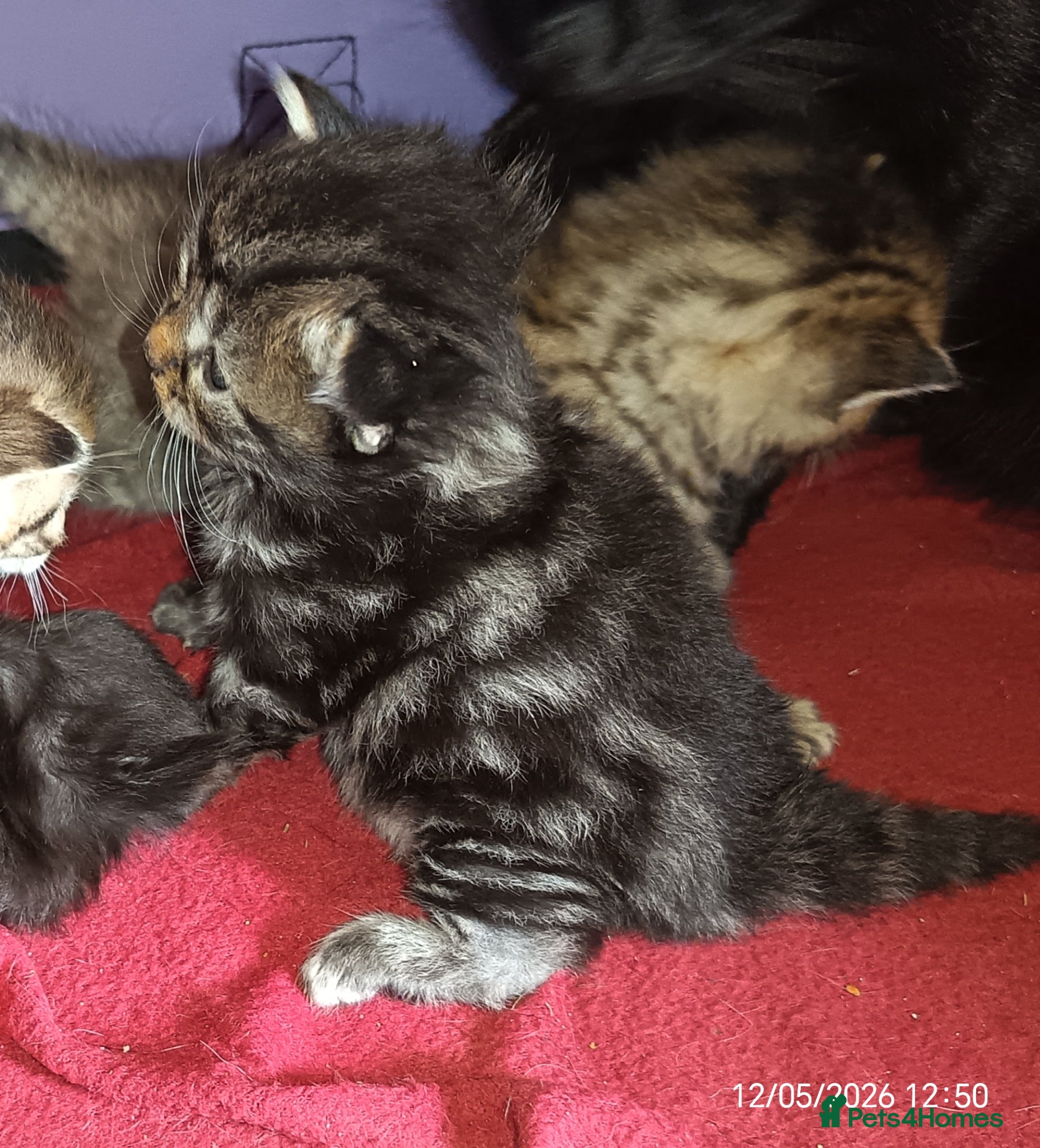 Mixed Breed cats KITTENS NEEDING GENUINE LOVING HOMES - Advert 6