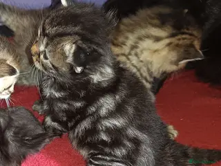 Mixed Breed cats KITTENS NEEDING GENUINE LOVING HOMES - Advert 6