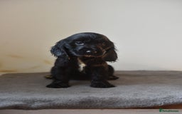 Cocker Spaniel dogs for sale: Show type Cocker Spaniels  - Image 10