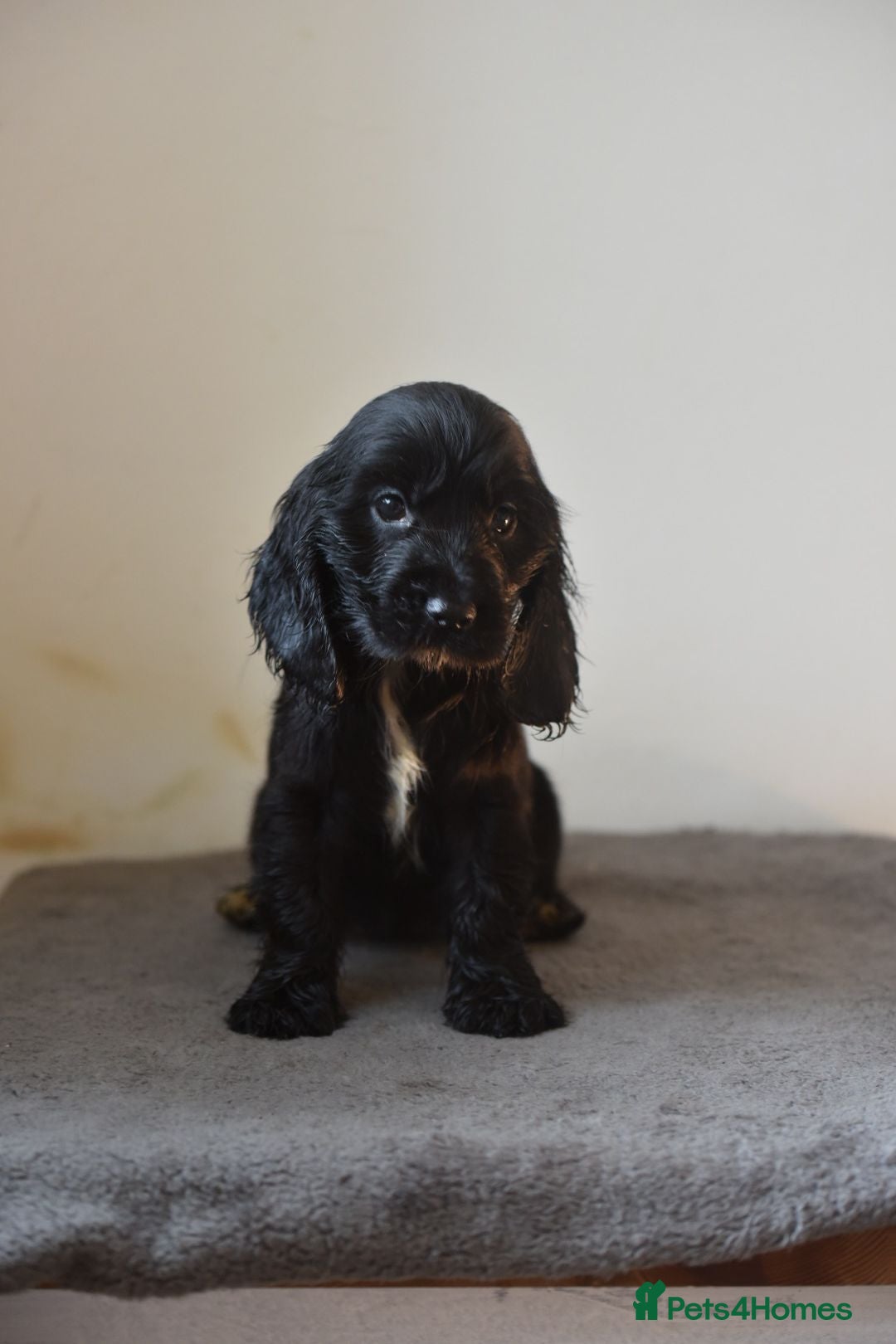 Cocker Spaniel dogs for sale: Show type Cocker Spaniels  - Image 10