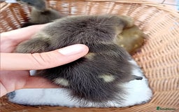 Ducks poultry for sale: Mixed Color Indian Runner Ducklings - Image 17