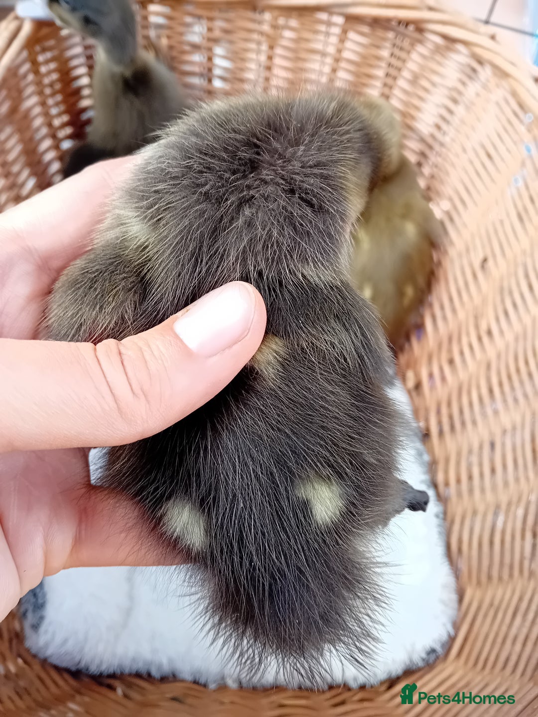 Ducks poultry for sale: Mixed Color Indian Runner Ducklings - Image 17