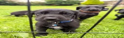 Great Danoodle dogs for sale: Extremely rare greatdoodles ready now  - Advert 12