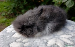 Lionhead rabbits for sale: Stunning DM Lionhead baby rabbits RTR - Image 10