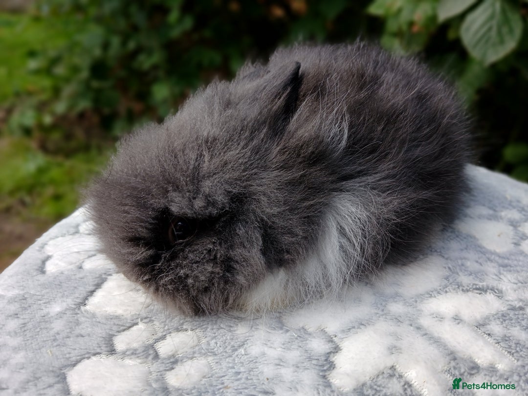 Lionhead rabbits for sale: Stunning DM Lionhead baby rabbits RTR - Image 10