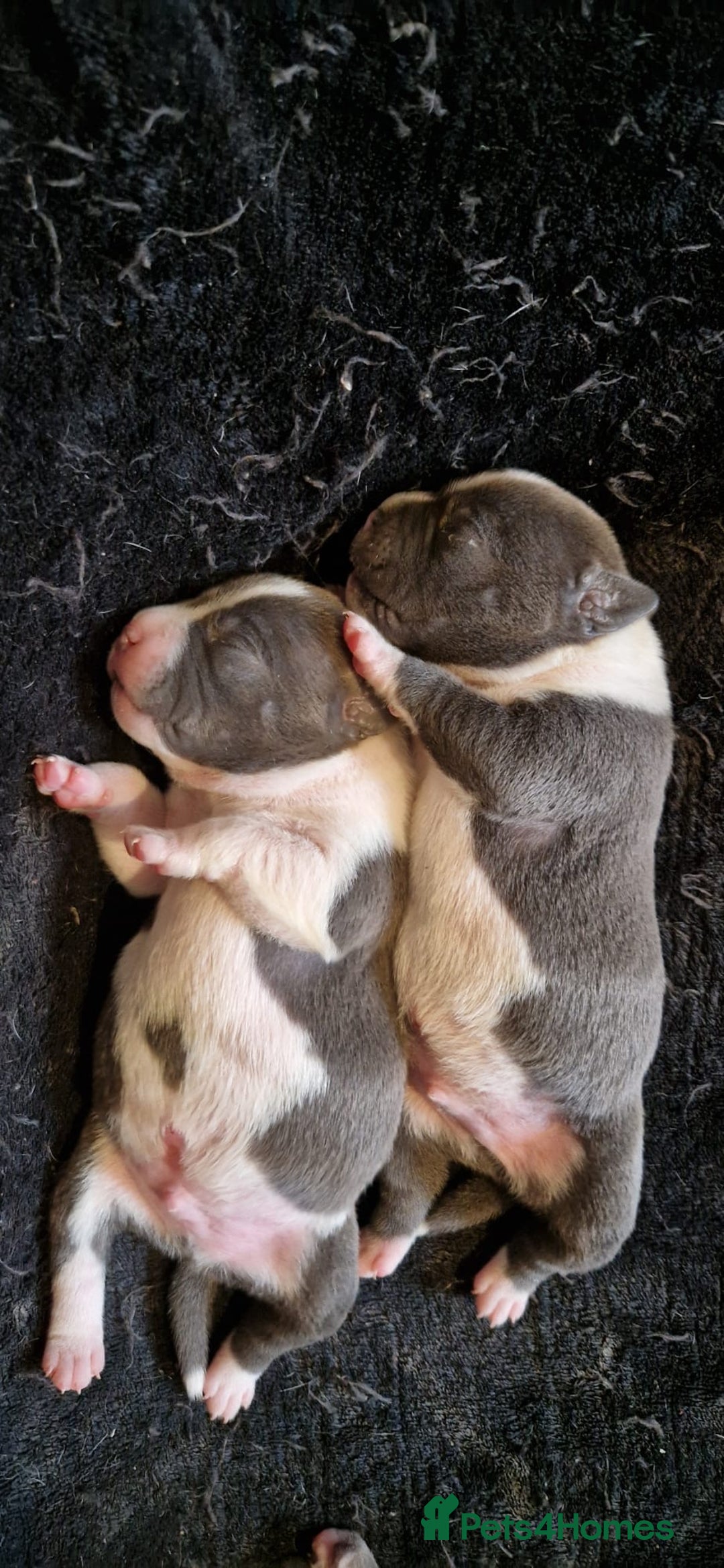 Staffordshire Bull Terrier dogs for sale: Blue Staffordshire terrier pups - Advert 5