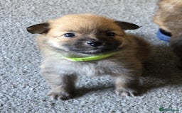 Pomeranian dogs for sale: Gorgeous Pomeranian puppies for sale - Image 14
