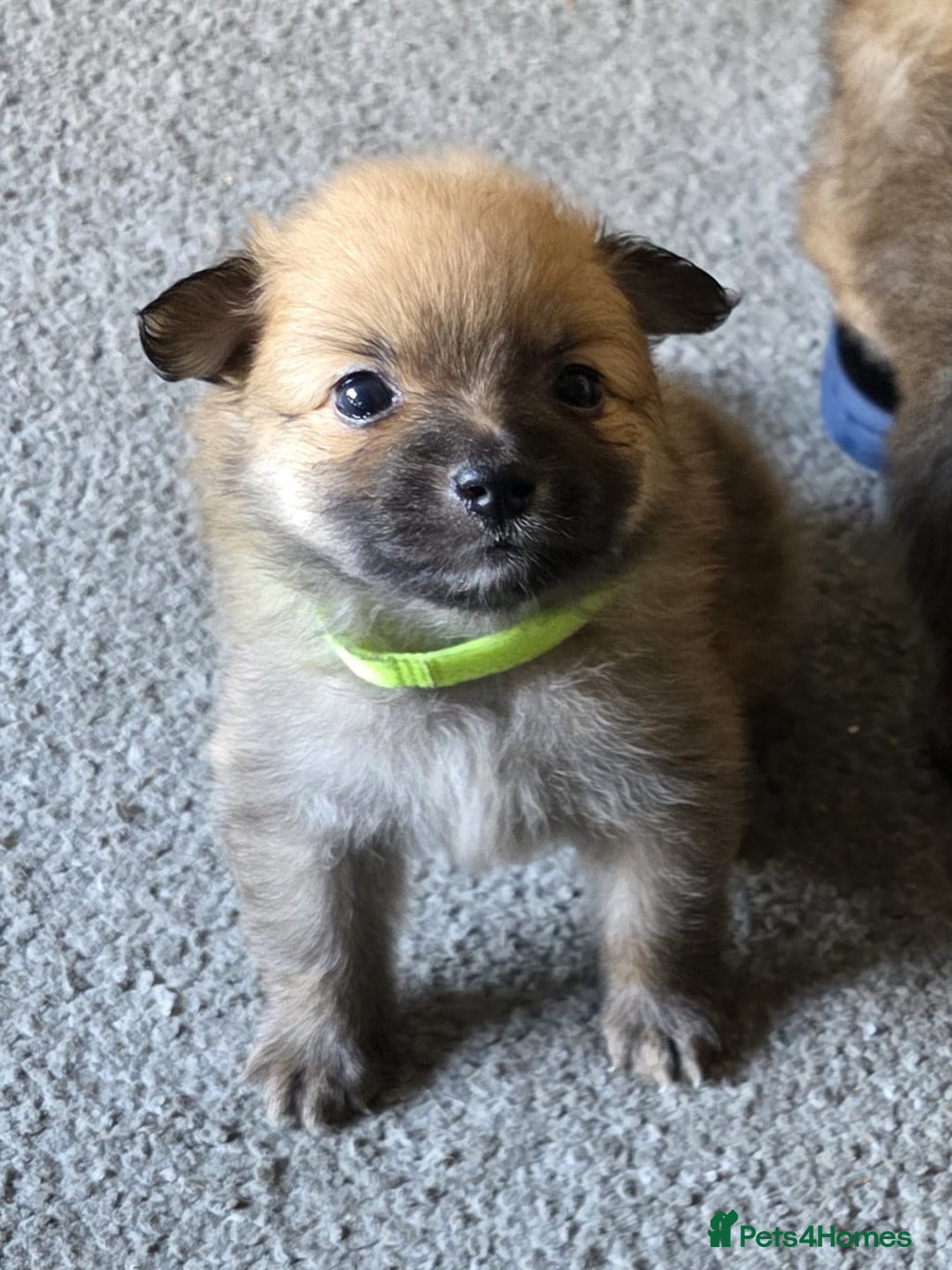 Pomeranian dogs for sale: Gorgeous Pomeranian puppies for sale - Image 14