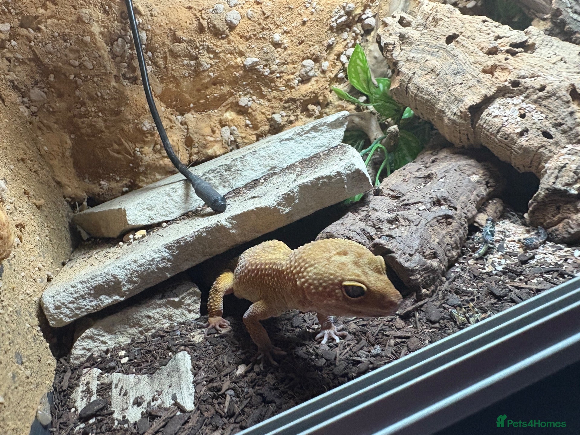 Leopard Gecko reptiles Male leopard gecko with viv - Advert 1