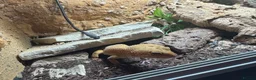 Leopard Gecko reptiles for sale: Male leopard gecko with viv in Tewkesbury - Advert 1