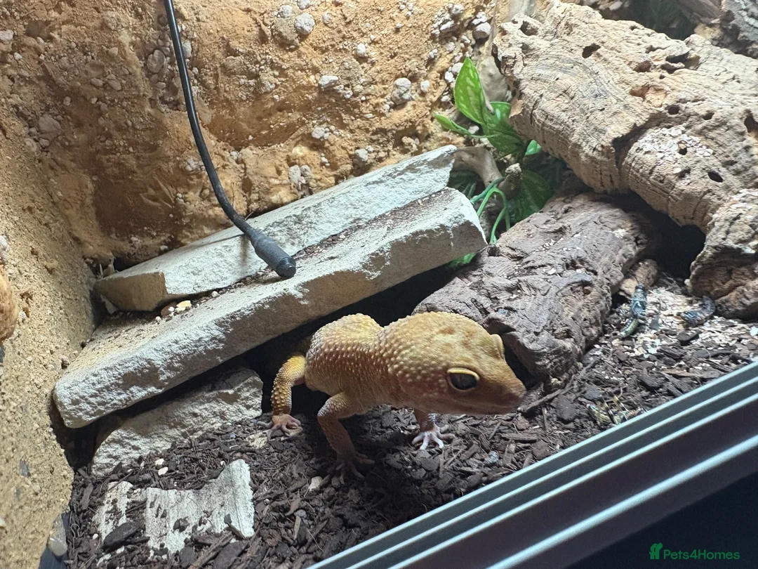 Leopard Gecko reptiles for sale: Male leopard gecko with viv in Tewkesbury - Advert 1