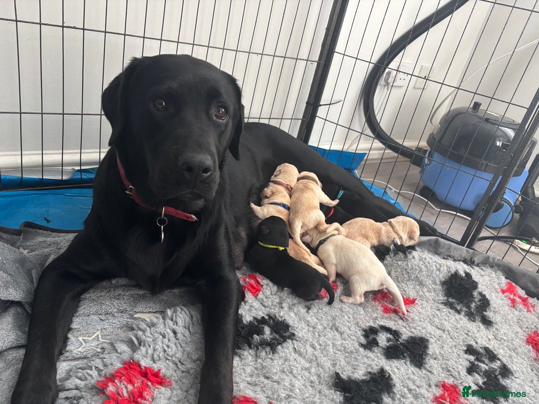 Mixed Breed dogs for sale: Stunning lab/rottie x golden retriever puppies e - Advert 3