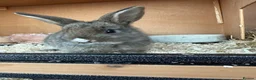 Mixed Breed rabbits for sale: Various rabbits for sale  - Advert 17