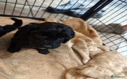 Cockapoo dogs for sale: Beautiful litter of f2 Cockapoo puppies  - Image 9
