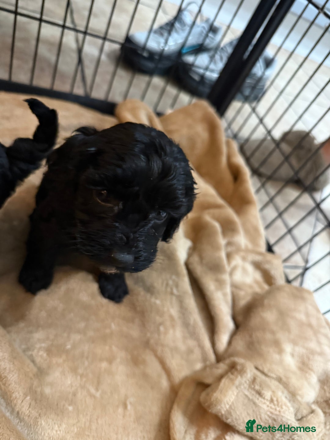 Cockapoo dogs for sale: Beautiful litter of f2 Cockapoo puppies  - Image 9