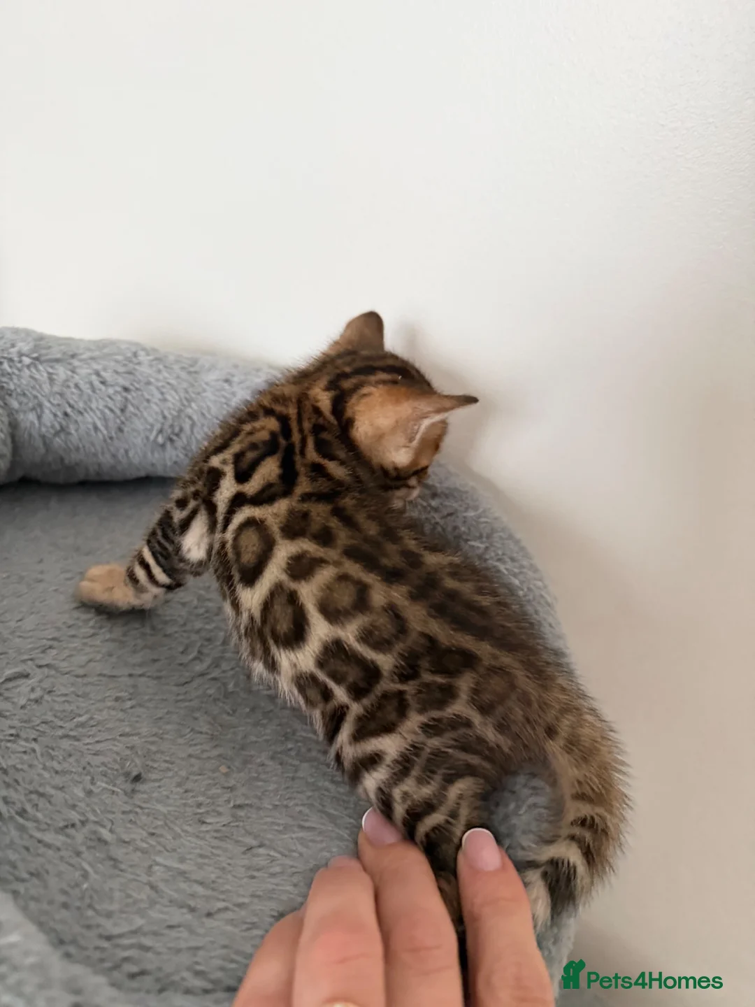 Bengal cats for sale: Bengal Kitten Boy (TICA Registered) - Advert 2