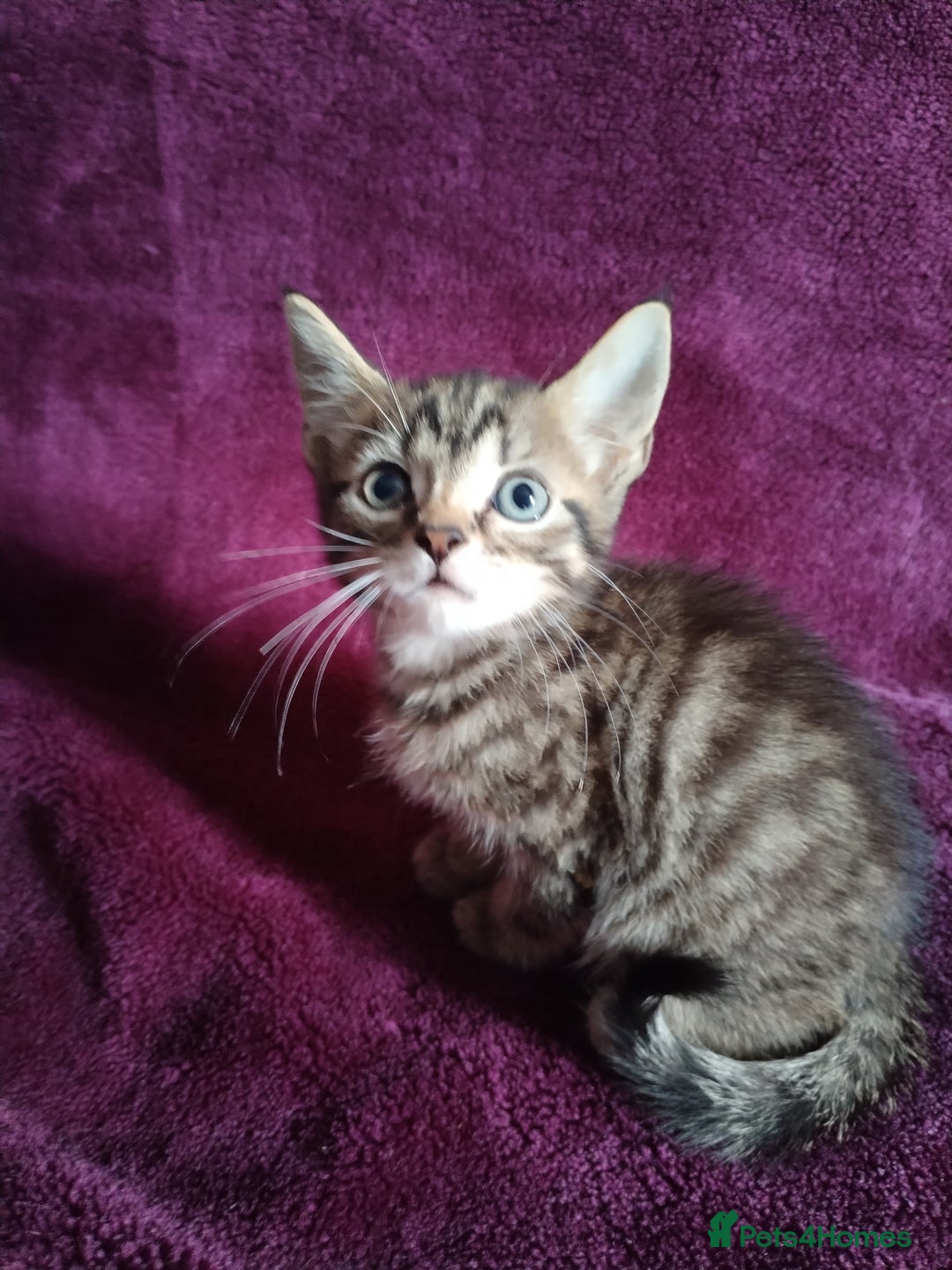 Mixed Breed cats for sale:  kittens looking for forever home  - Image 5