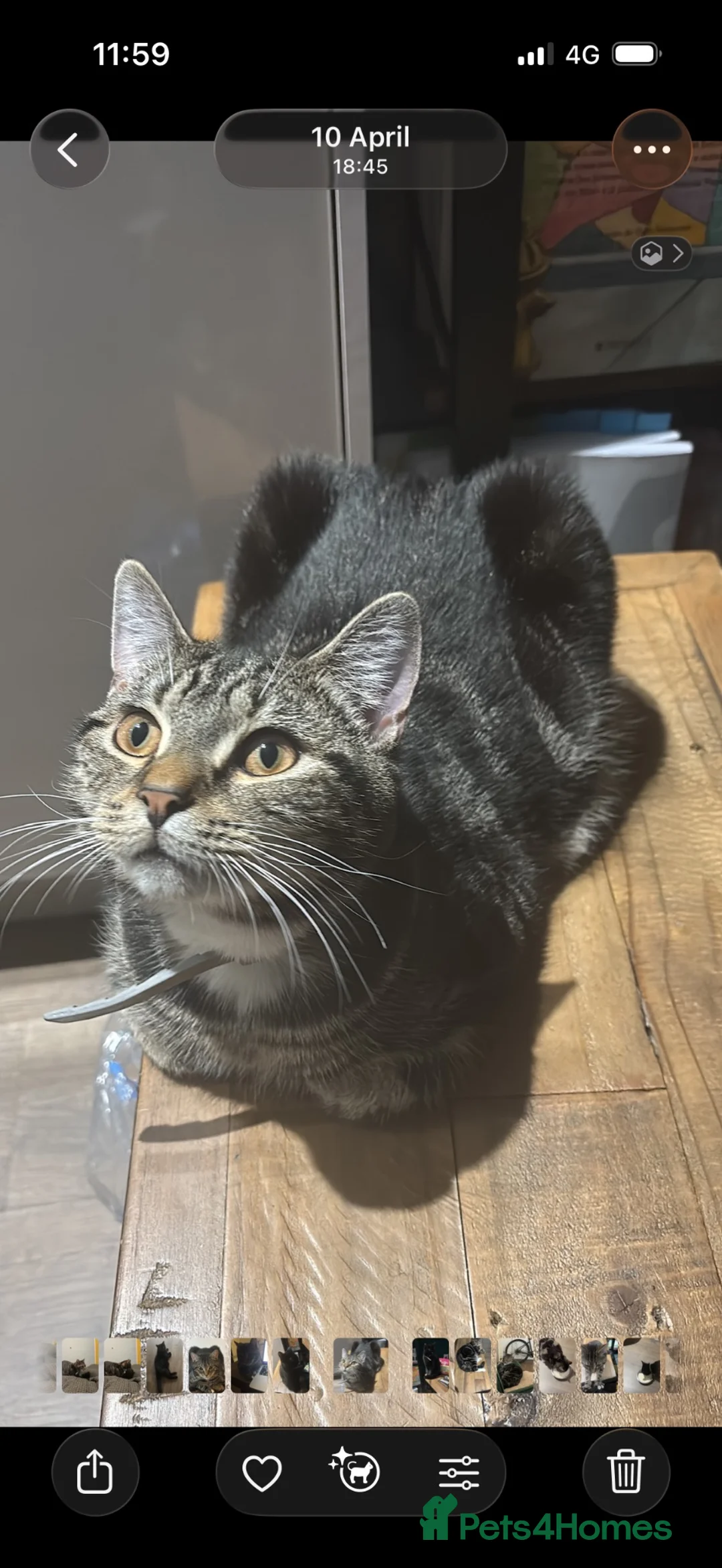 Mixed Breed cats for sale: Beautiful male kittens available 9 months old - Advert 2