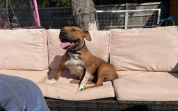 Staffordshire Bull Terrier dogs for sale: Staffordshire bull terrier female   - Image 2