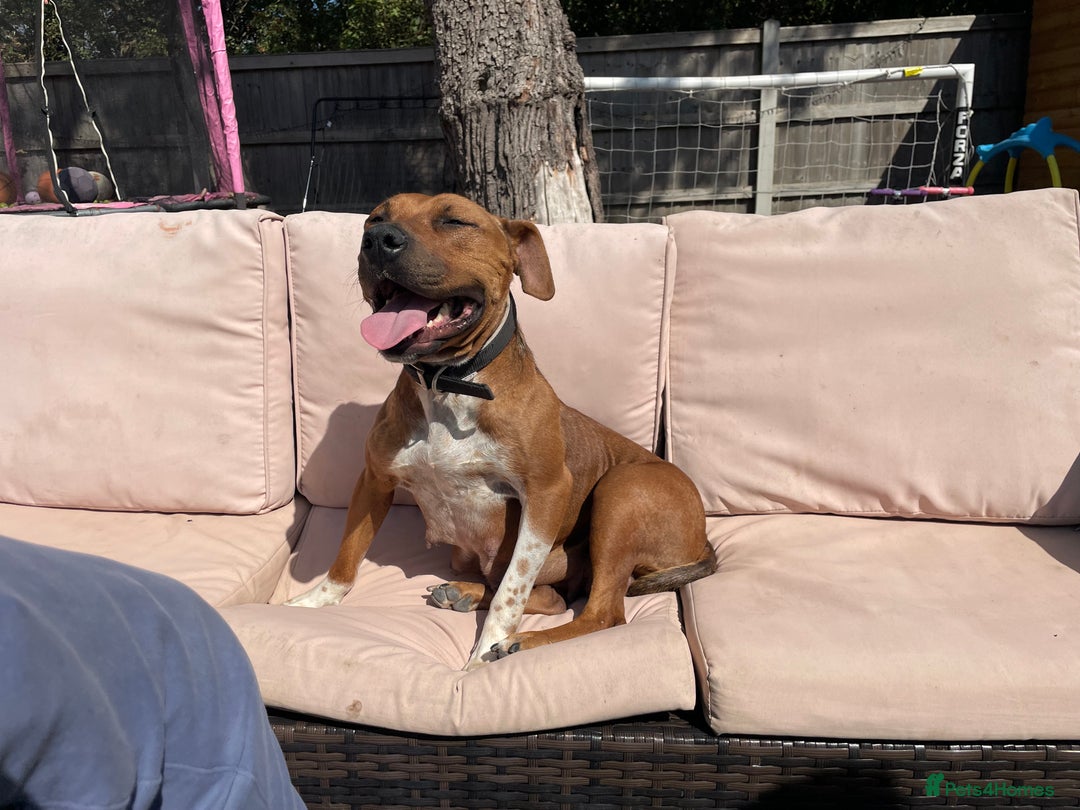 Staffordshire Bull Terrier dogs for sale: Staffordshire bull terrier female   - Image 2