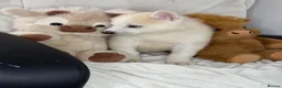 Siberian Husky dogs for sale: Siberian husky puppies  - Advert 9