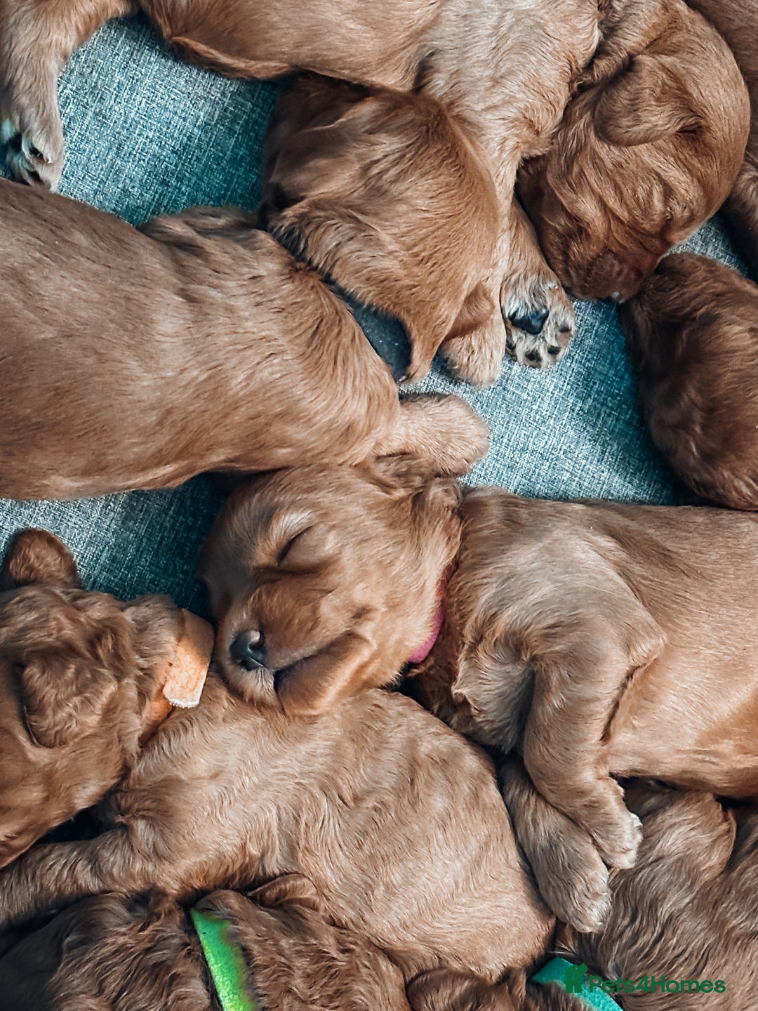 Labradoodle dogs for sale: F2B Labradoodle Puppies – Red & Apricot - Advert 11