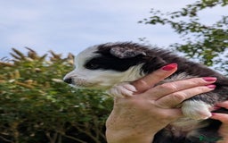 Border Collie dogs for sale: Border Collie Pups - house reared - Image 2