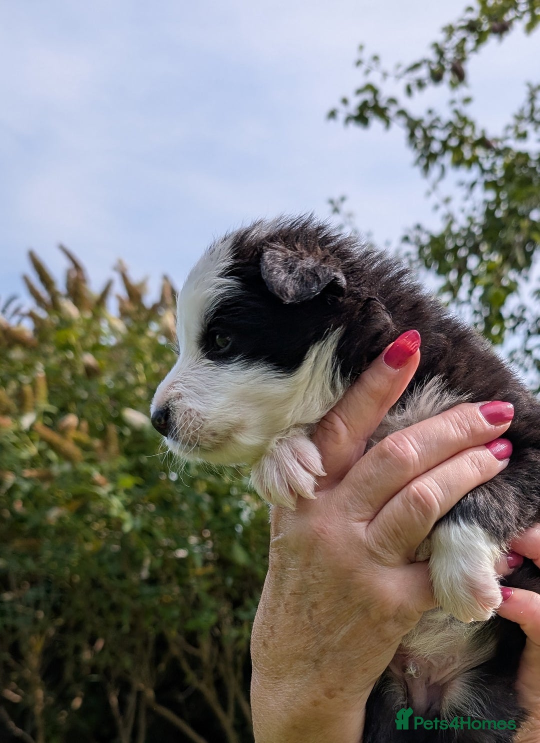 Border Collie dogs for sale: Border Collie Pups - house reared - Image 2