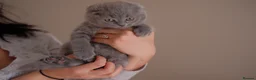 Scottish Fold cats for sale: Stunning Scottish Fold & Straight Kittens! 🐾 - Advert 22